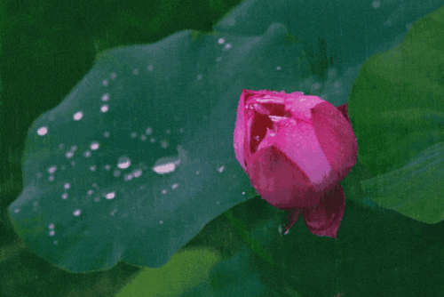 夏雨荷风你在韵中