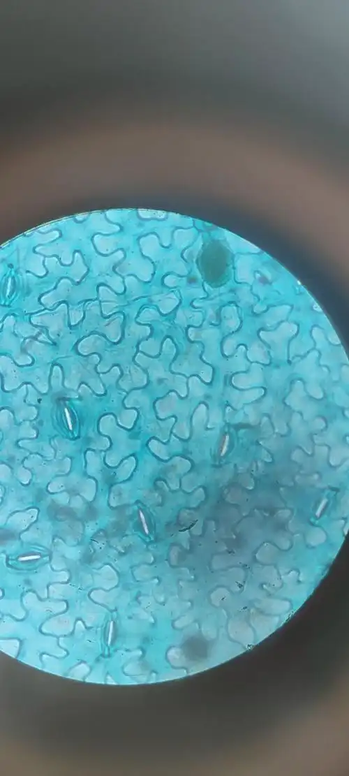 10×1010×41.蚕豆叶下表皮装片一个平平无奇的女大学生月亮离我而去