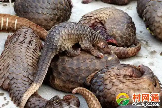 暂停电信诈骗涉案账户开户人所有账户的业务