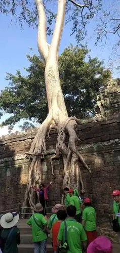 柬埔寨大吴哥的这些树长的奇怪吧