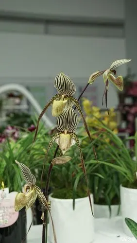 国王兜兰,属于绿叶兜兰的一种,开花率极低,要经过7至8年栽培才可能