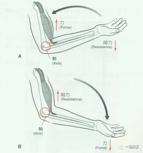 总而言之,杠杆的类型取决于具体运动中,力,阻力,支点三个因素的位置