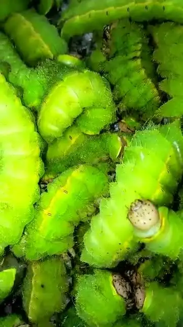 东北大绿蚕,你吃过吗?