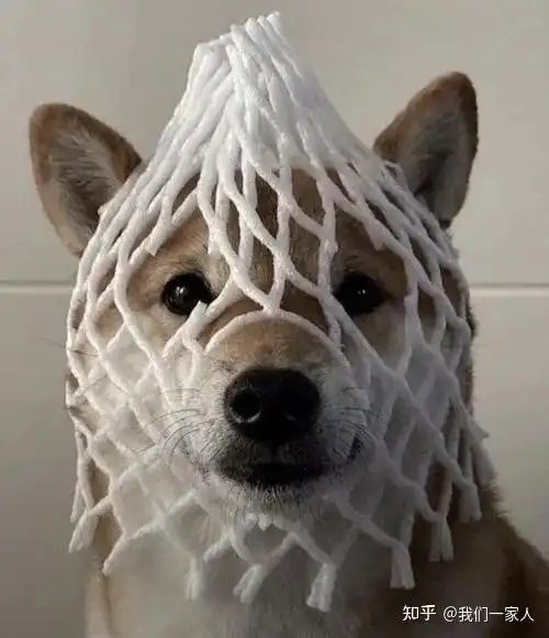 16张狗子搞笑照片让你了解什么叫浑身是戏