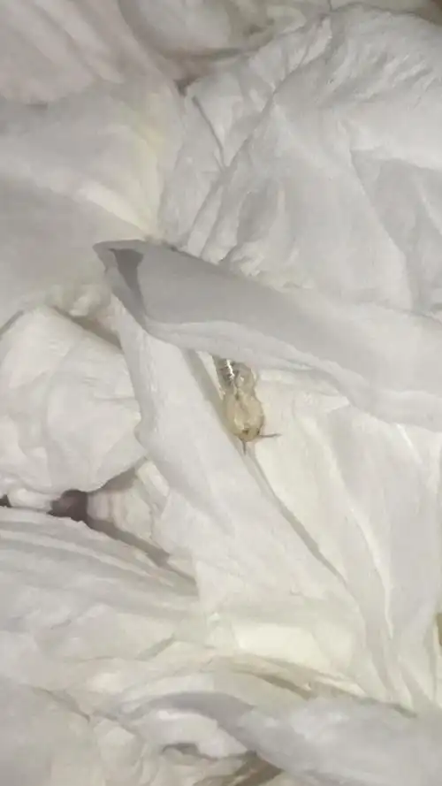 到底是什么虫啊只发现一只!白色略透明的还有触角看得我头皮发麻.