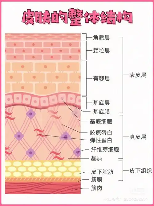 想要皮肤变好需要了解的皮肤的整体结构
