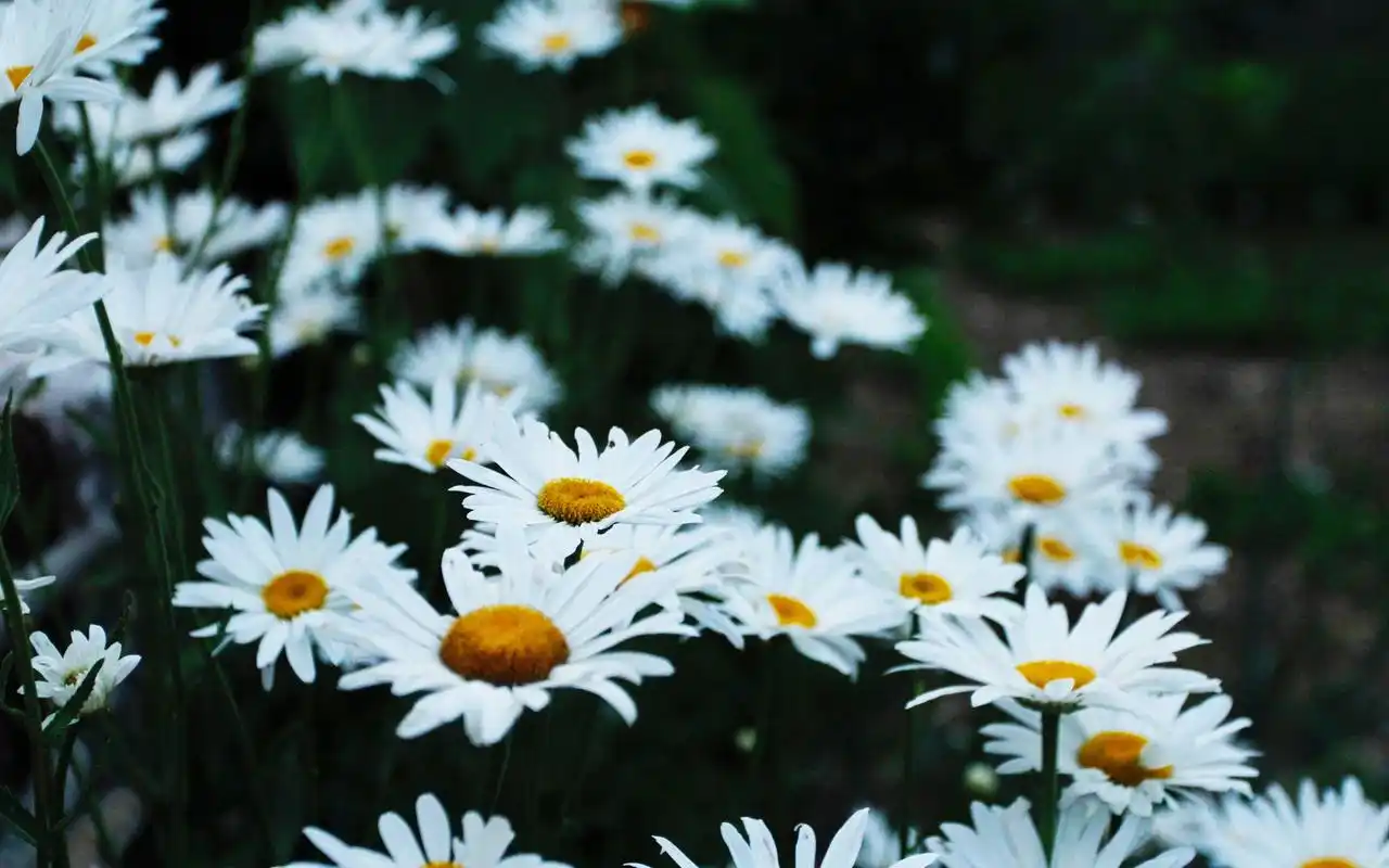 小清新纯洁白色花卉图片电脑壁纸