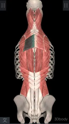 【菱形肌】它的下回旋能力直接影响到背部的锻炼效果,建议在练背之前