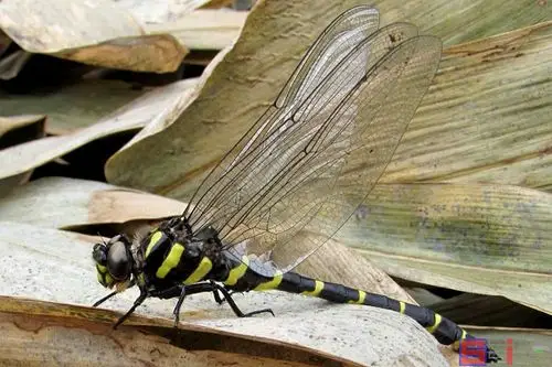 大蜻蜓_无霸勾蜓_巨圆臀大蜓