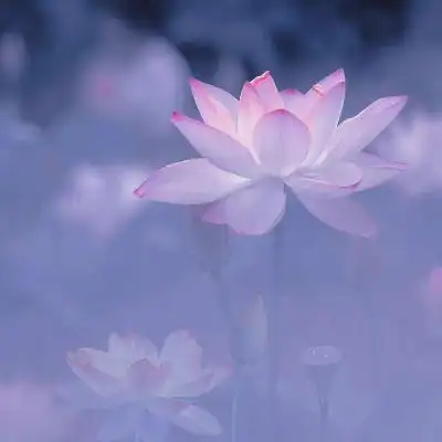 抖音/荷花头像/_微信头像_我要个性网