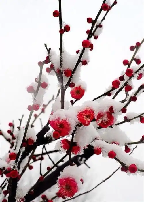 一剪寒梅傲立雪中