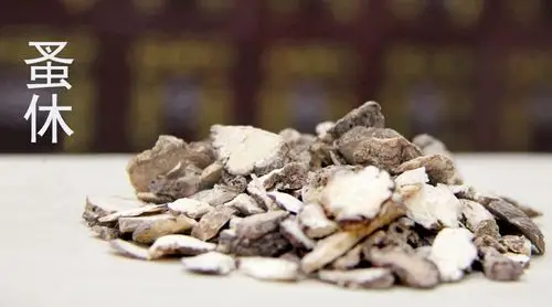 确有专长医师资格考试,每日一味学中药—蚤休