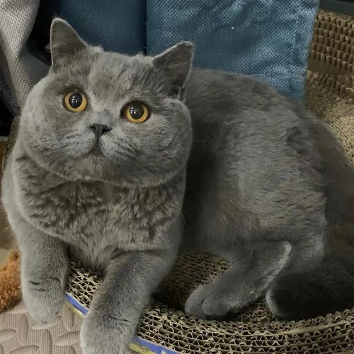 甜甜精品萌宠英短蓝猫 精品英国短毛猫咪  可爱粘人乖巧懂事幼崽