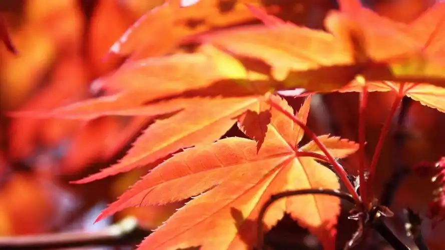 枫叶图片浓浓秋意唯美枫叶高清桌面壁纸