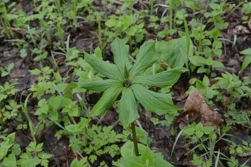 也叫"七叶一枝花",中药名"蚤休"