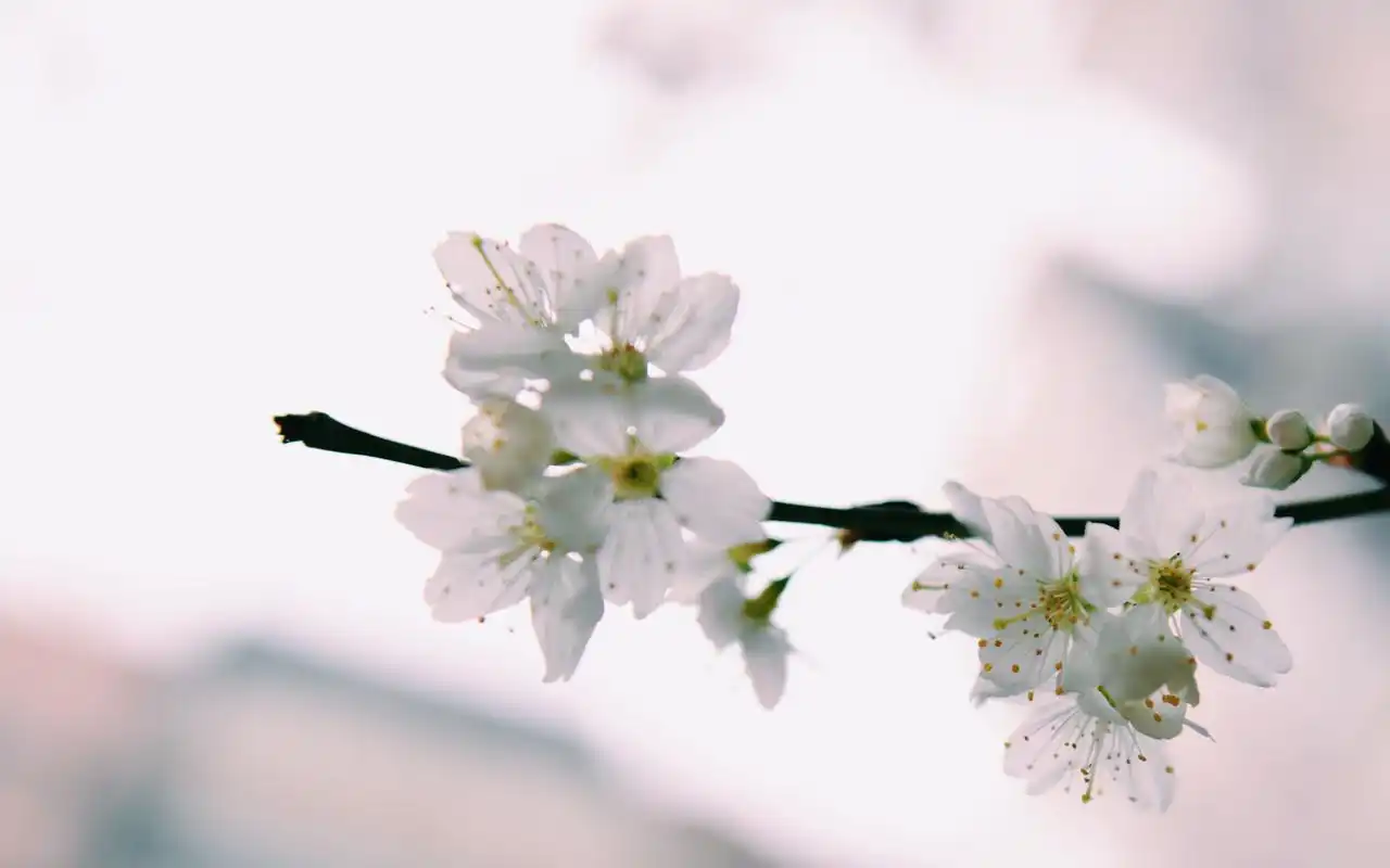 清新唯美的白梅花图片桌面壁纸