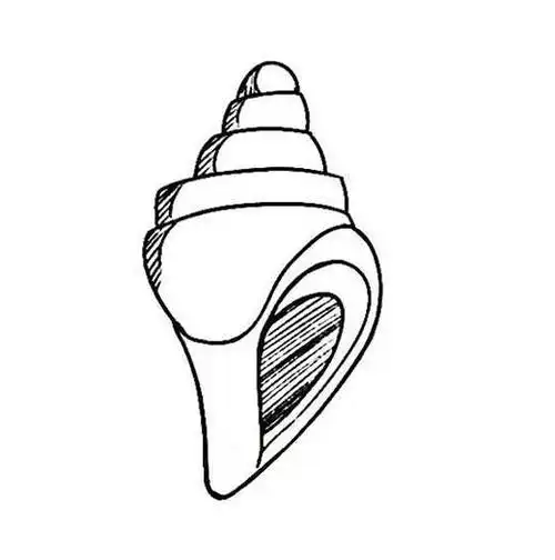 儿童画海螺怎么画简笔画图片 海螺简笔画步骤图教程