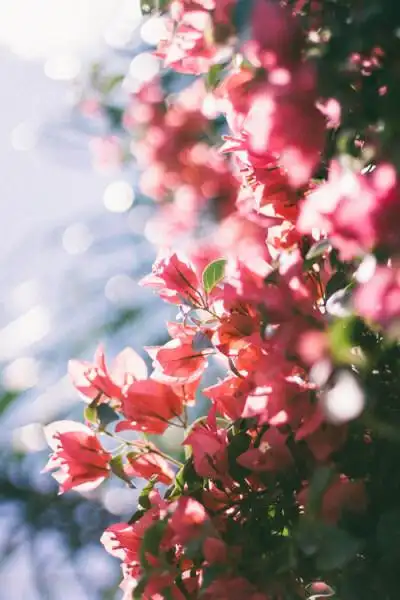 花朵- 堆糖,美图壁纸兴趣社区