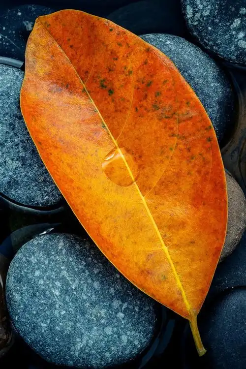 壁纸 黄叶,石头,水,静物 3840x2160 uhd 4k 高清壁纸, 图片, 照片