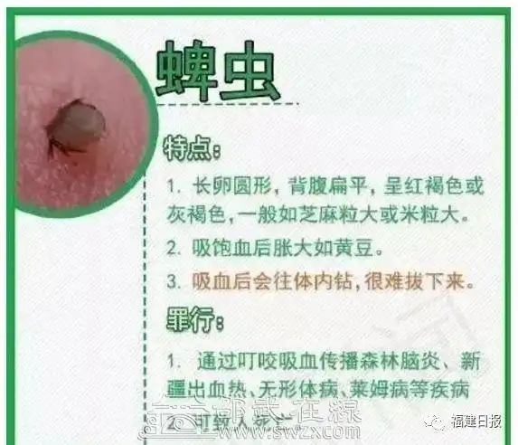 福建男童高烧险丧命,全因被恙虫咬一口!最近高发!