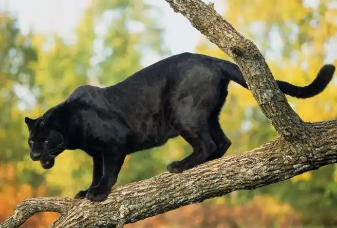世界最漂亮的十大动物 白虎排第一,黑豹上榜