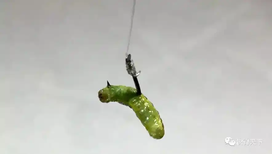 各种天然饵料挂钩方法看看是不是都用对了