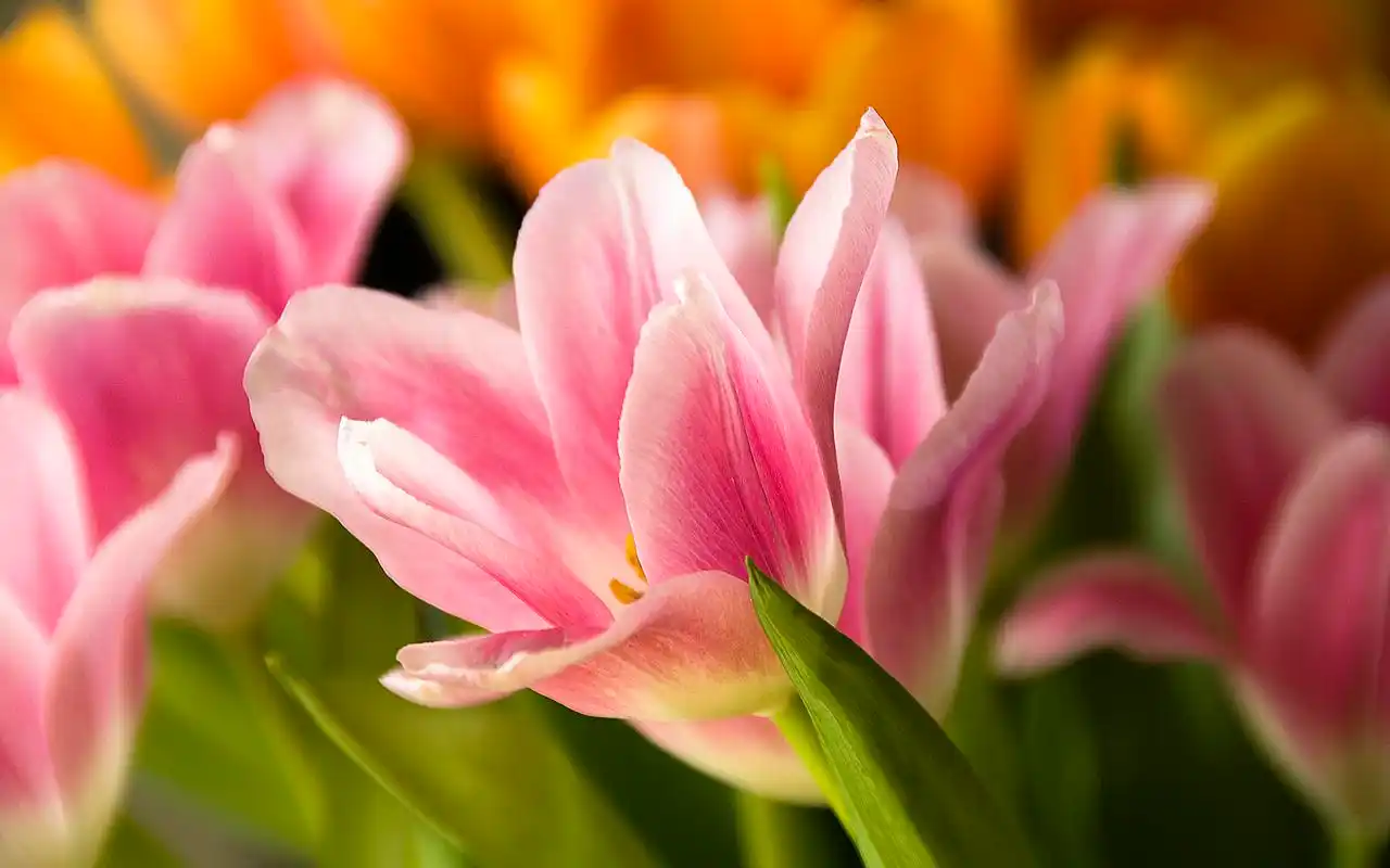 粉色系郁金香唯美清新桌面壁纸下载4