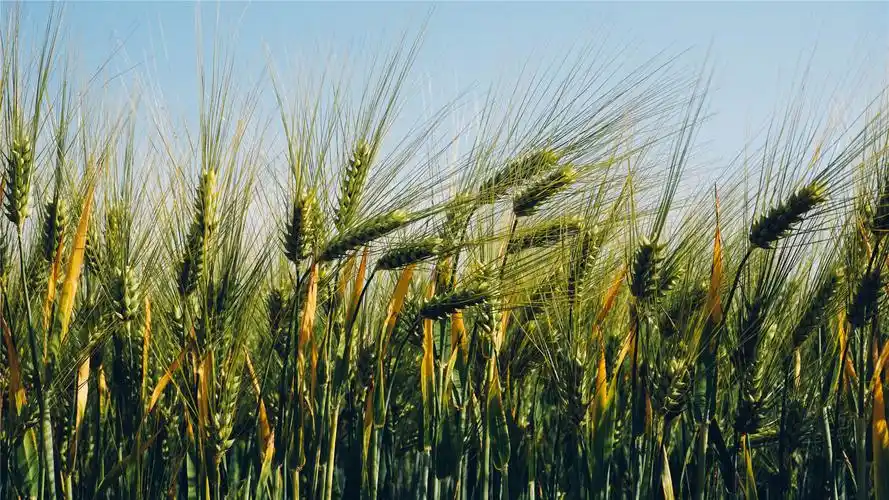 唯美绿色麦田高清桌面壁纸