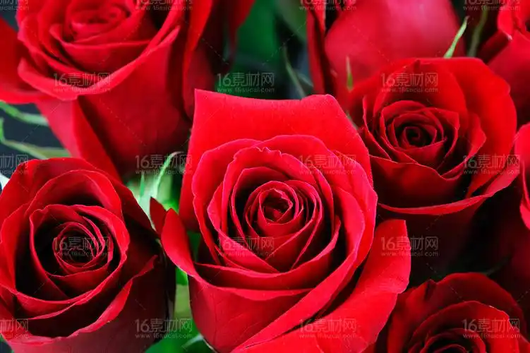 25张浪漫玫瑰花特写高清图片