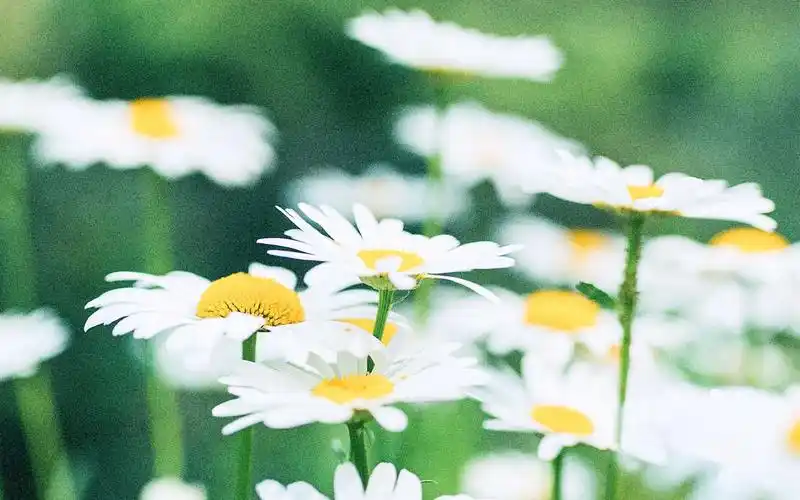 夏日物语高清小清新壁纸图片-风格壁纸-壁纸下载-美桌网