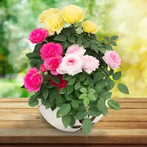 玫瑰花苗灌木扦插月季盆栽绿植花卉浓香四季开花蔷薇阳台庭院植物