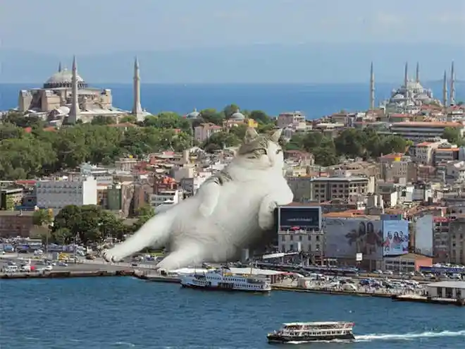 如果猫比人类大十倍,我们的生活会是什么样子? - 知乎