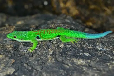 蜥蜴〖石龙子*守宫