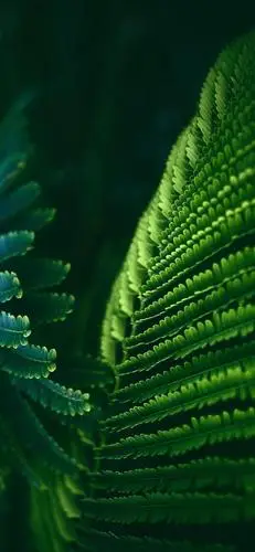 壁纸丨no.57期丨绿色护眼 让你的眼睛做一个深呼吸