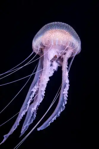 会发光的海底生物有多美