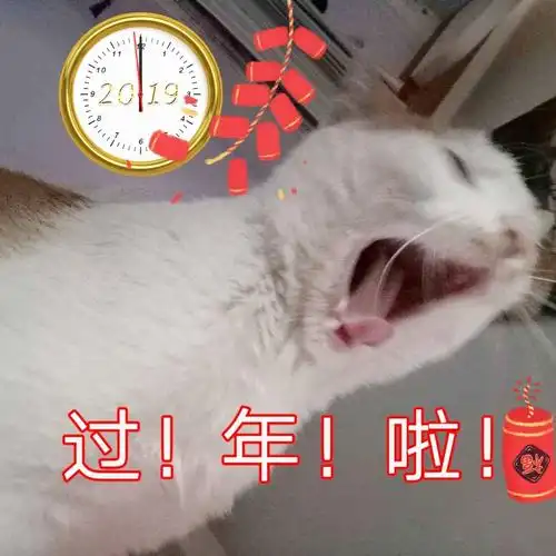 过年啦猫咪猫咪过年表情