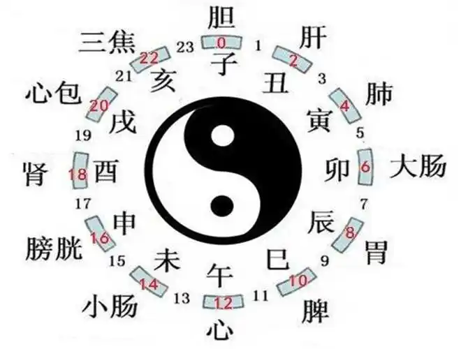 五脏六腑与时辰_有来医生