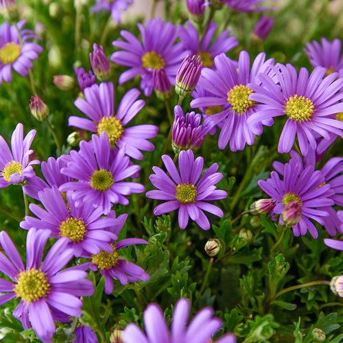 姬小菊盆栽带花苞发货玛格丽特菊花绿植花卉庭院阳台 紫色 不含盆