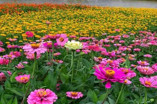 这片花海即将倾心全城!