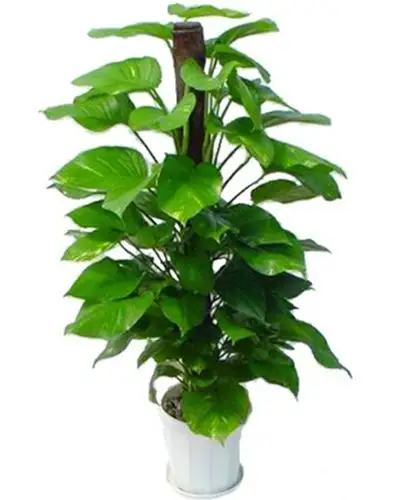 绿萝-合肥绿植租赁销售-合肥花卉租赁 绿萝销售 合肥绿植租摆