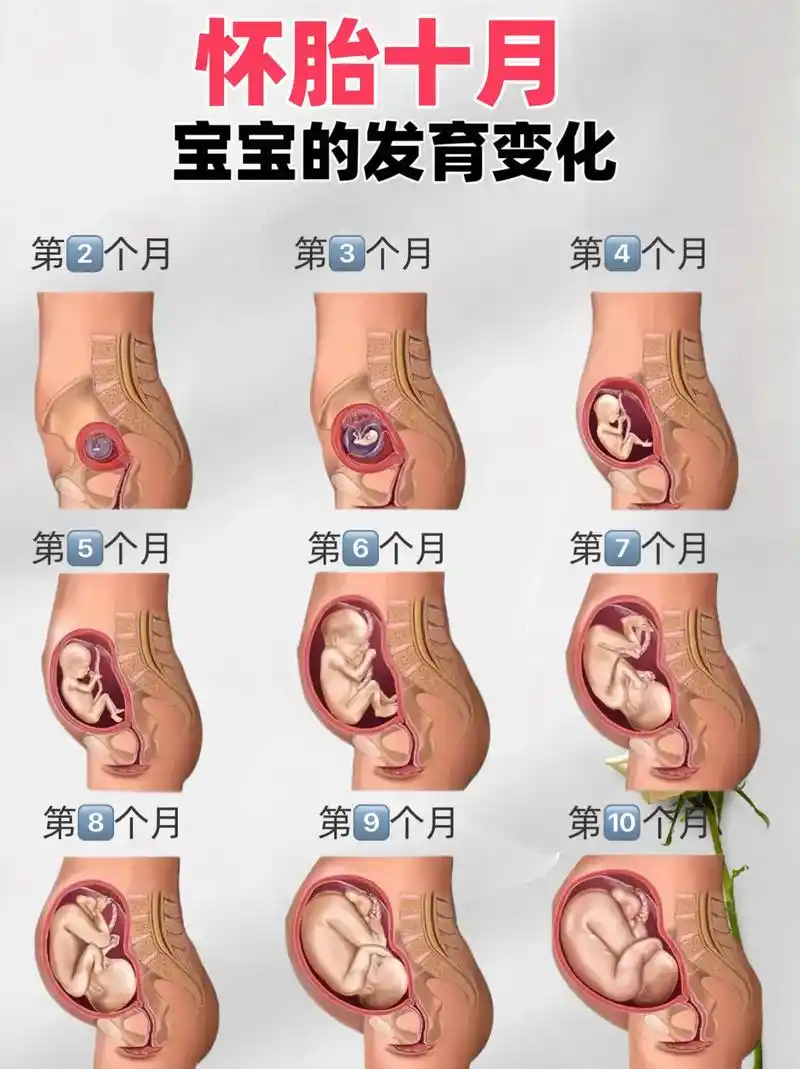 十月怀胎宝宝在肚子里发育成长过程图 1-10月胎儿发育过程图,真实感受
