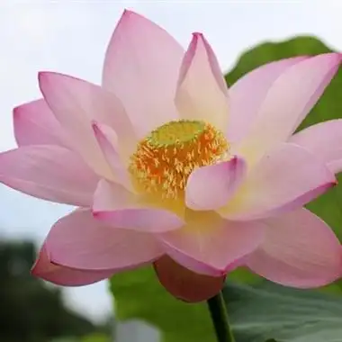 妈妈们用的荷花头像图片