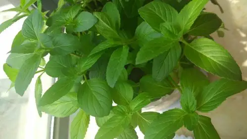 这个是什么薄荷!