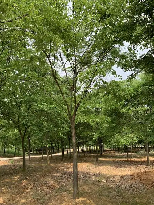 榉树凭什么这么火