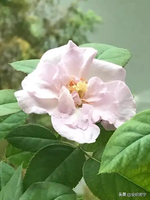 读了友友们对蓝色风暴月季的点评以后,我更喜爱这款月季花了