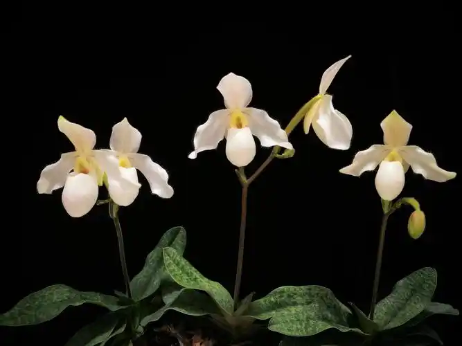 兜兰(兜兰品种图片)