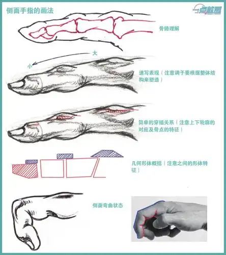 广州艺考画室速写基础222手指解析