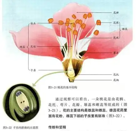 【试讲逐字稿】生物——《花的结构》_花瓣_桃花的_花托