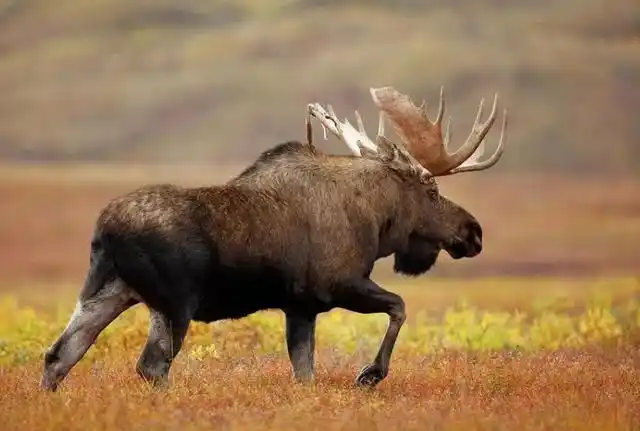 内蒙古陈旗发现3只驼鹿,用角怼走猞猁,却遭6匹饿狼围攻