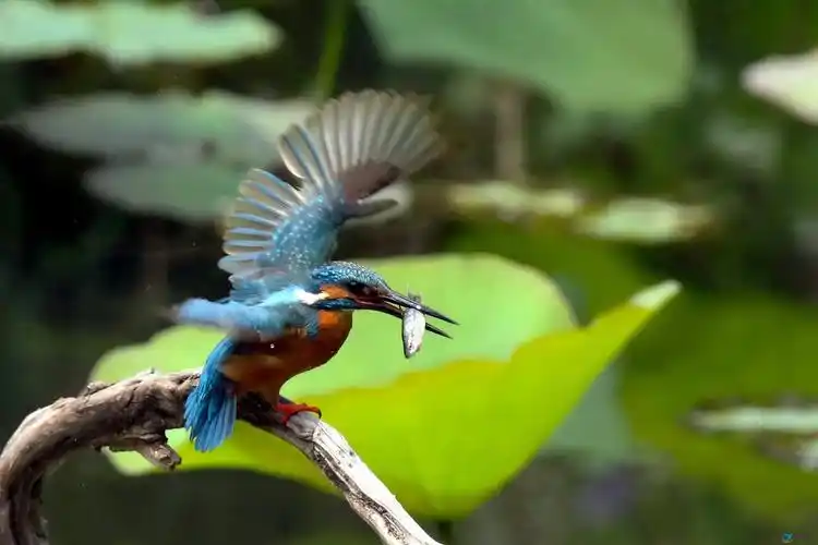 【展翅欲飞】 - 一只鸟有约☆☆☆☆☆ - 摄鸟人网 - 摄鸟人网